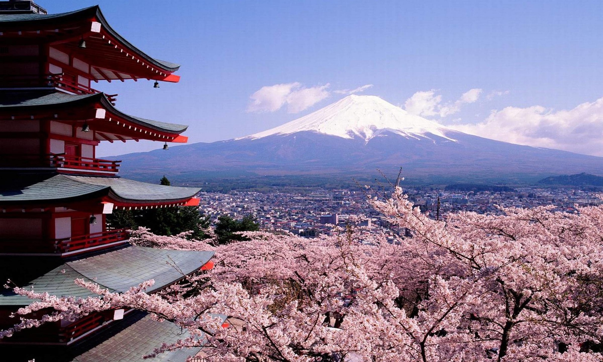 Fuji mountain and sakura panorama.