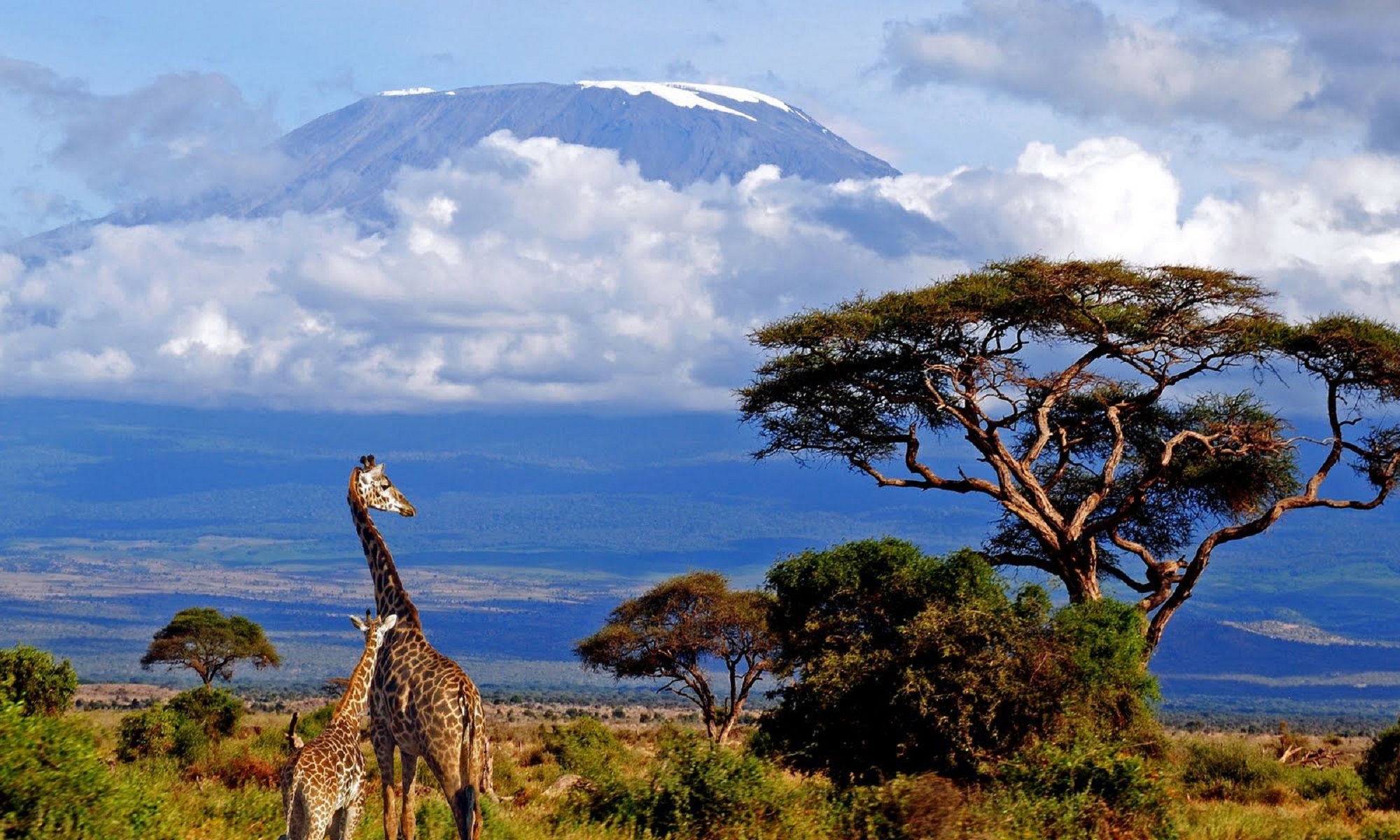 Animals in Kilimanjaro National Park.